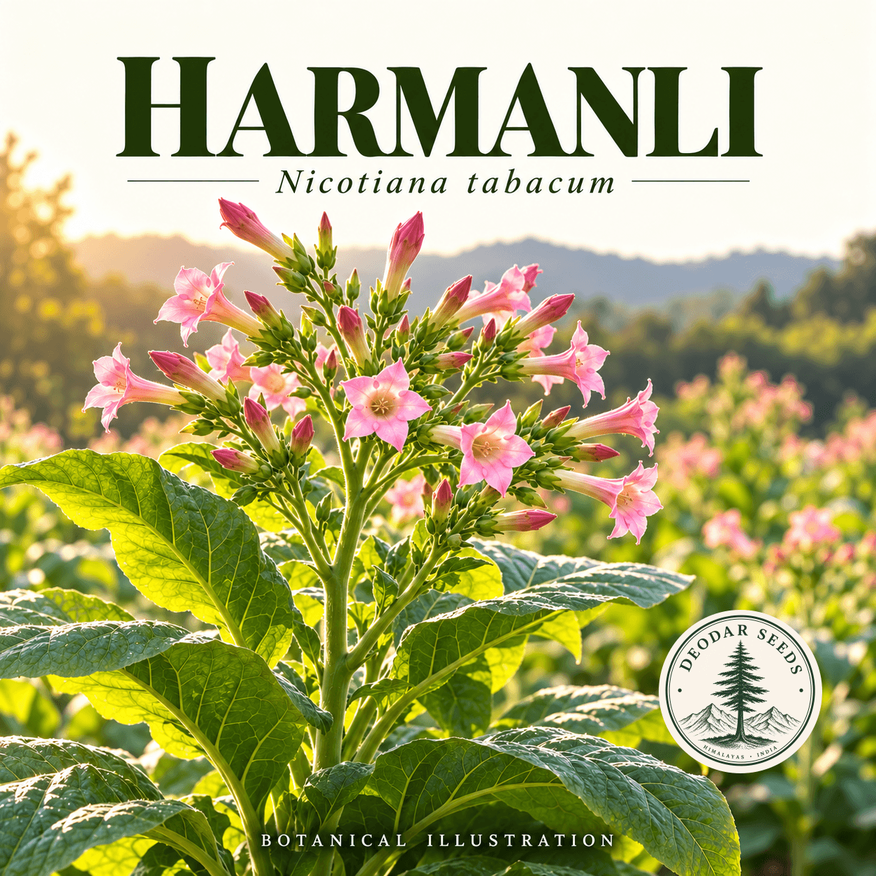 Illustrated cover: HARMANLI (Nicotiana tabacum)