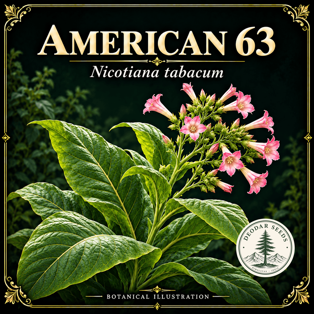 Illustrated cover: AMERICAN 63 (Nicotiana tabacum)