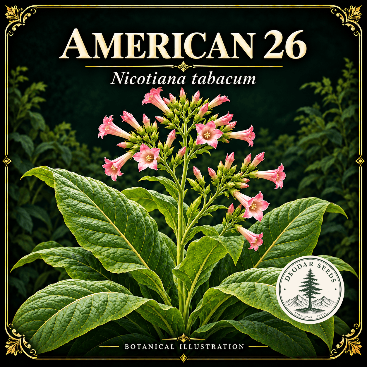 Illustrated cover: AMERICAN 26 (Nicotiana tabacum)
