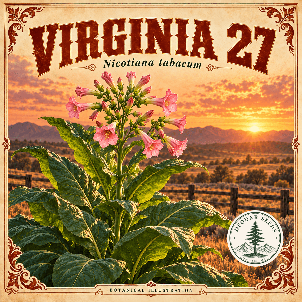 Illustrated cover: VIRGINIA 27 (Nicotiana tabacum)