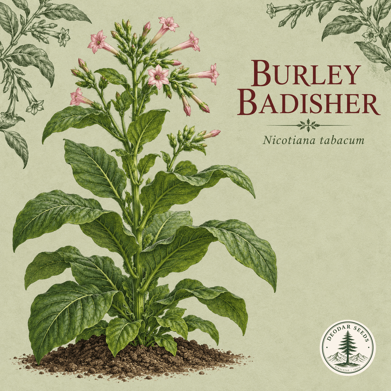 Illustrated cover: BURLEY BADISHER (Nicotiana tabacum)