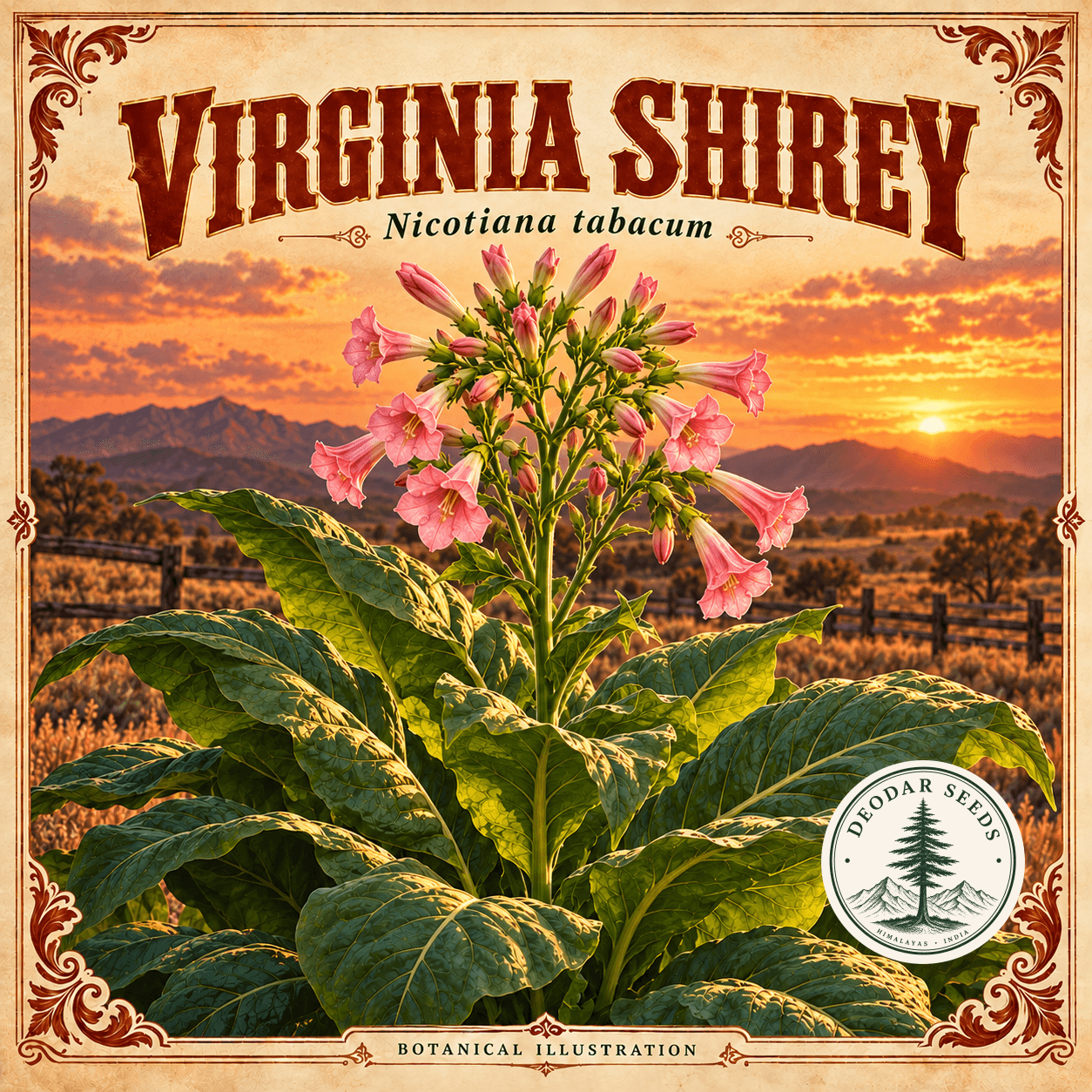 Illustrated cover: VIRGINIA SHIREY (Nicotiana tabacum)