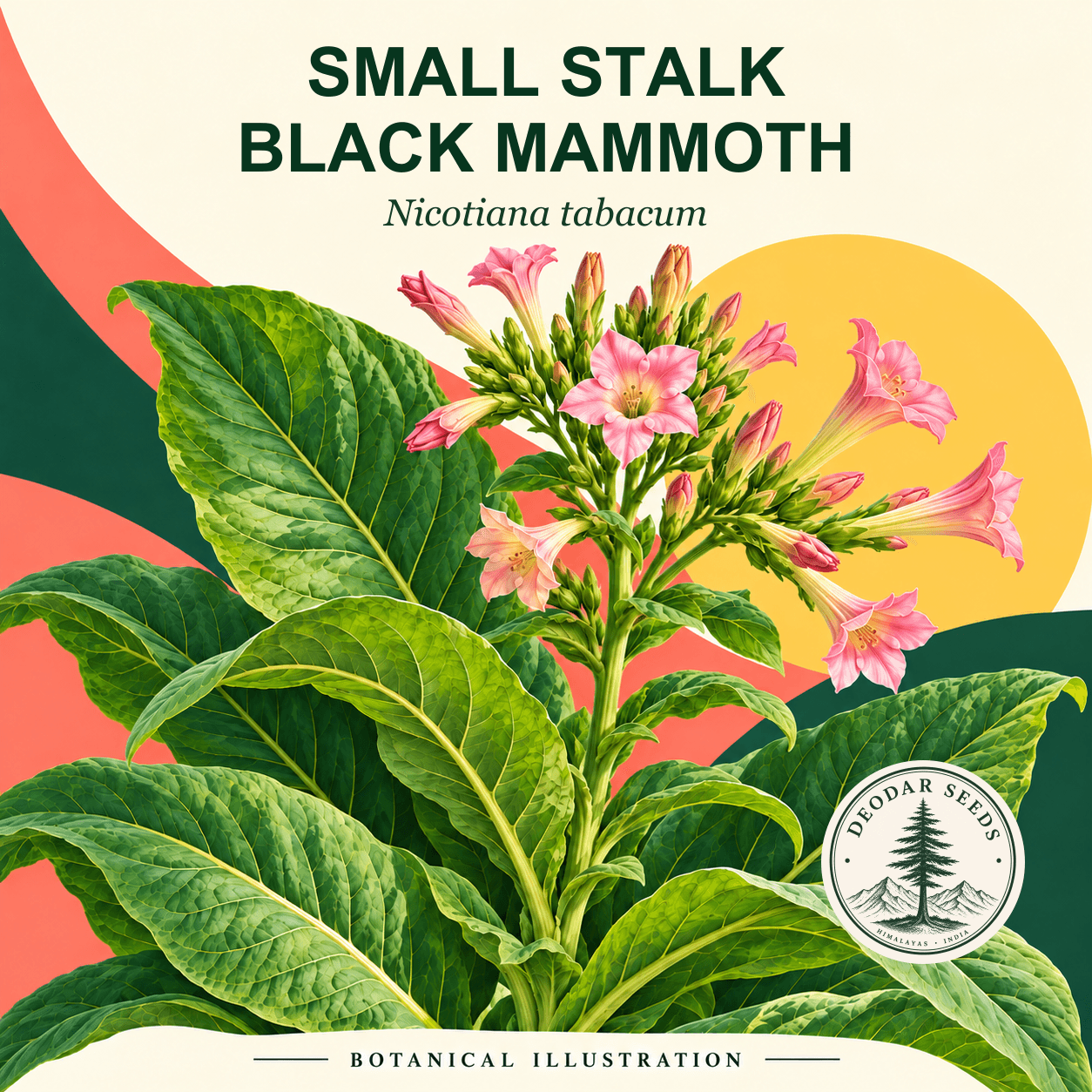 Illustrated cover: SMALL STALK BLACK MAMMOTH (Nicotiana tabacum)
