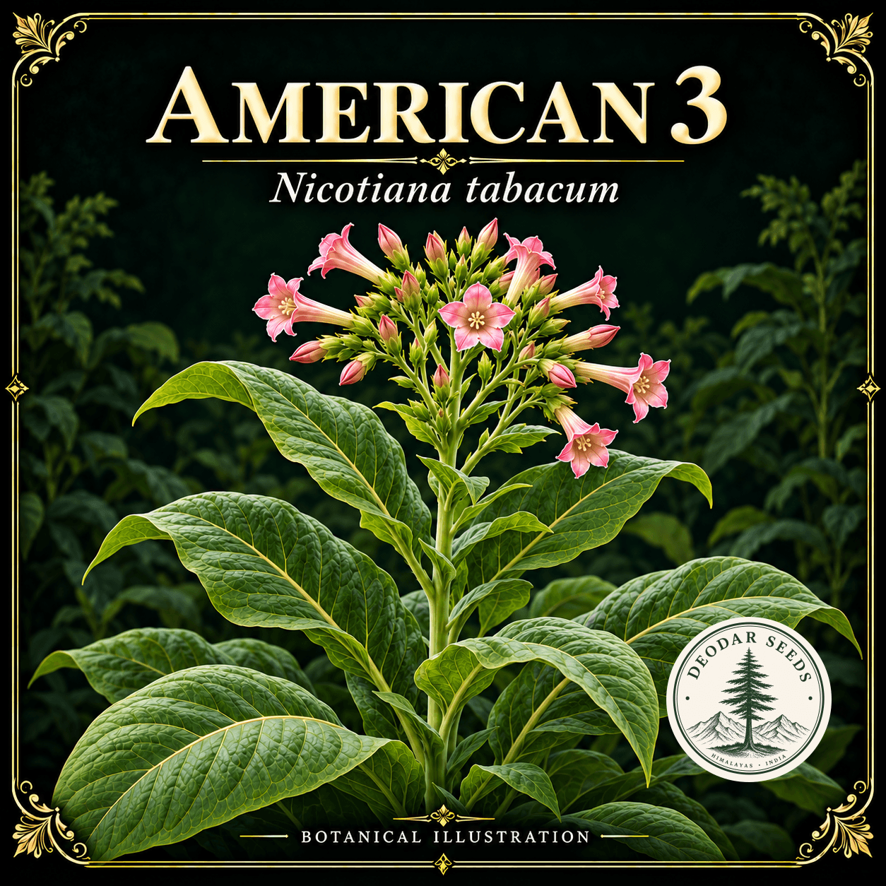 Illustrated cover: AMERICAN 3 (Nicotiana tabacum)