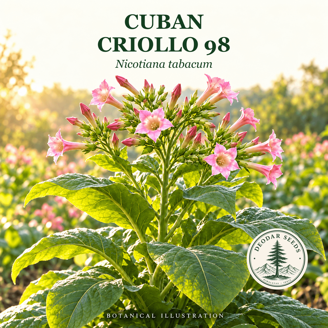 Illustrated cover: CUBAN CRIOLLO 98 (Nicotiana tabacum)