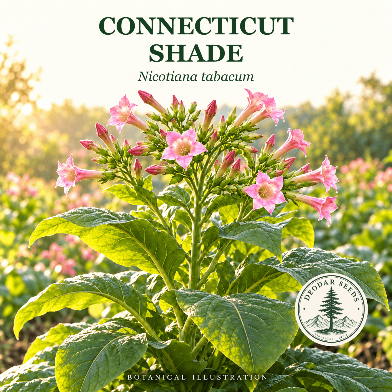Illustrated cover: CONNECTICUT SHADE (Nicotiana tabacum)