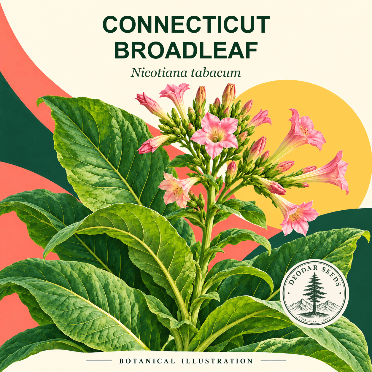 Illustrated cover: CONNECTICUT BROADLEAF (Nicotiana tabacum)