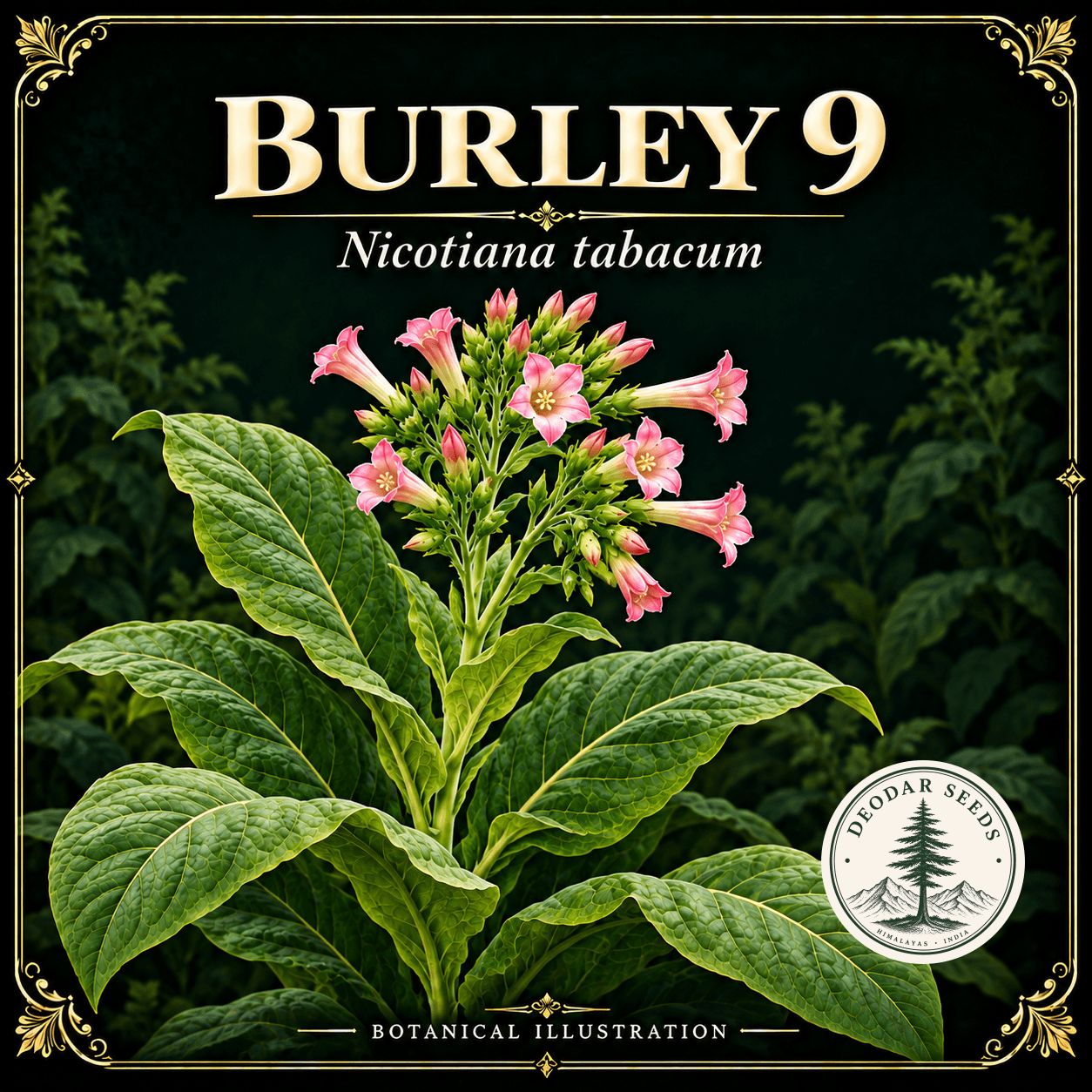 Illustrated cover: BURLEY 9 (Nicotiana tabacum)