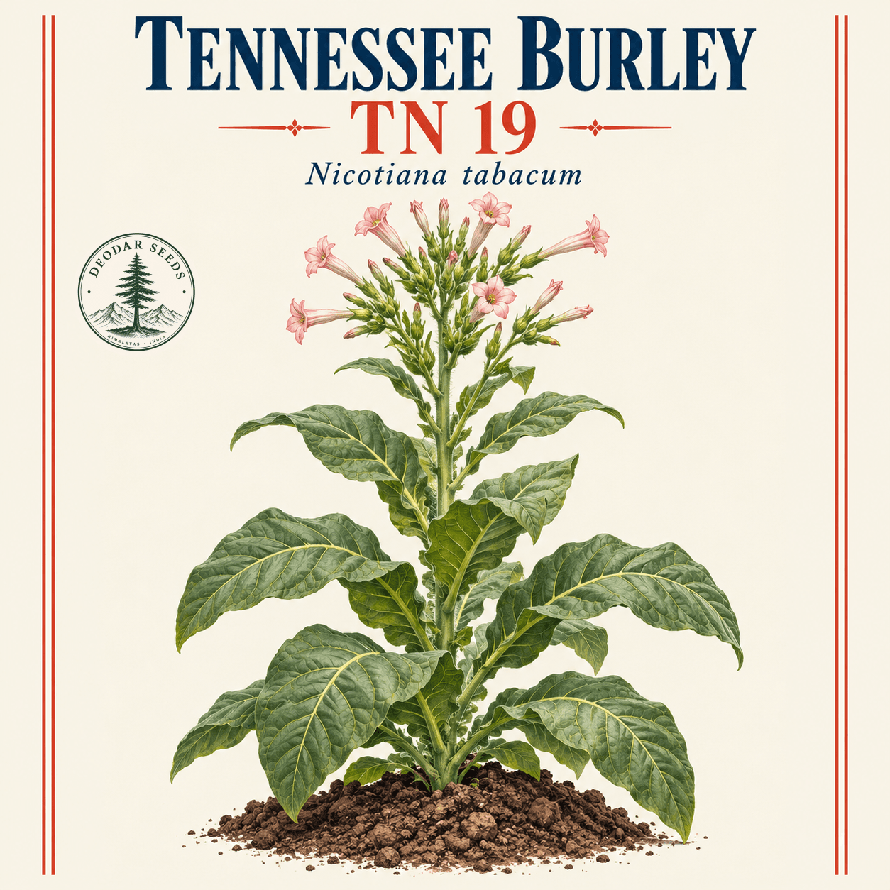 Illustrated cover: TENNESSEE BURLEY TN 19 (Nicotiana tabacum)