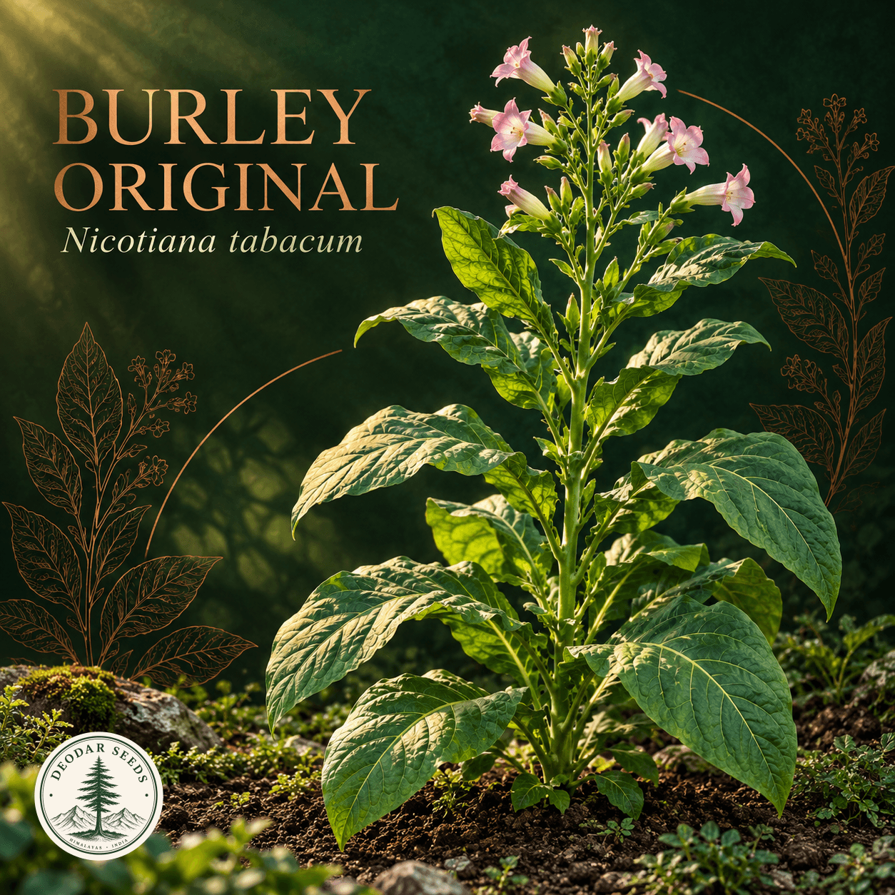 Illustrated cover: BURLEY ORIGINAL (Nicotiana tabacum)