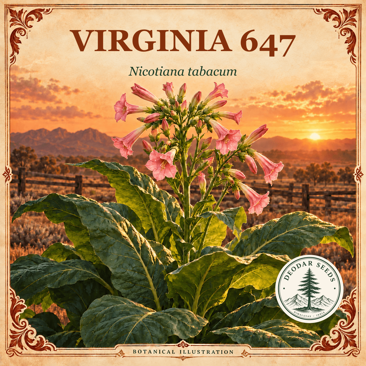 Illustrated cover: VIRGINIA 647 (Nicotiana tabacum)