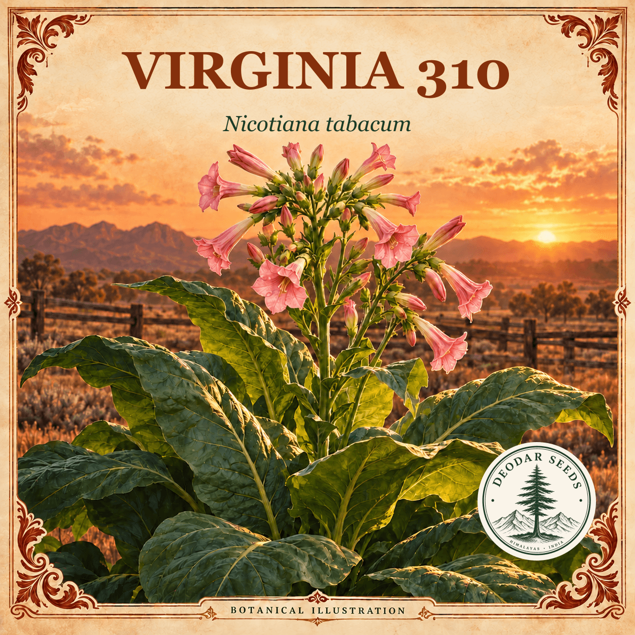 Illustrated cover: VIRGINIA 310 (Nicotiana tabacum)
