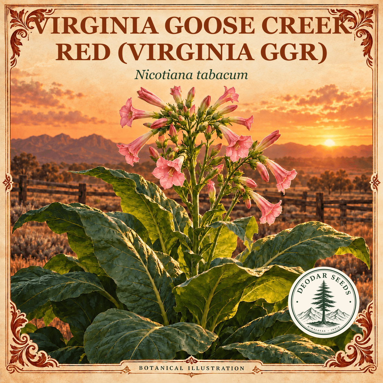 Illustrated cover: VIRGINIA GOOSE CREEK RED (VIRGINIA GGR) (Nicotiana tabacum)