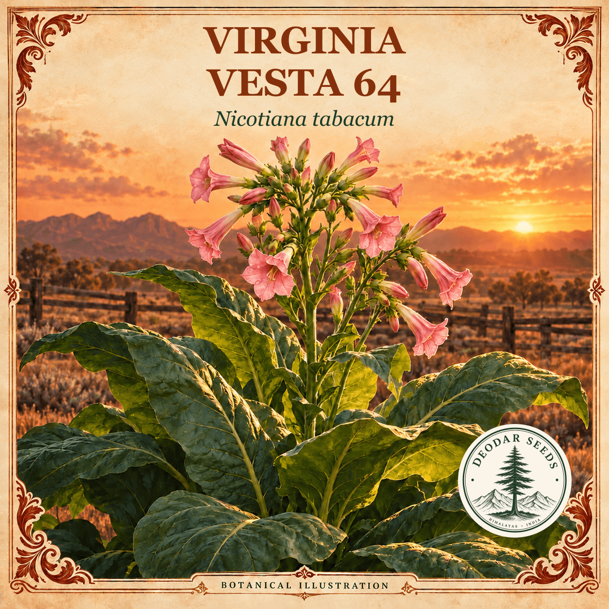 Illustrated cover: VIRGINIA VESTA 64 (Nicotiana tabacum)