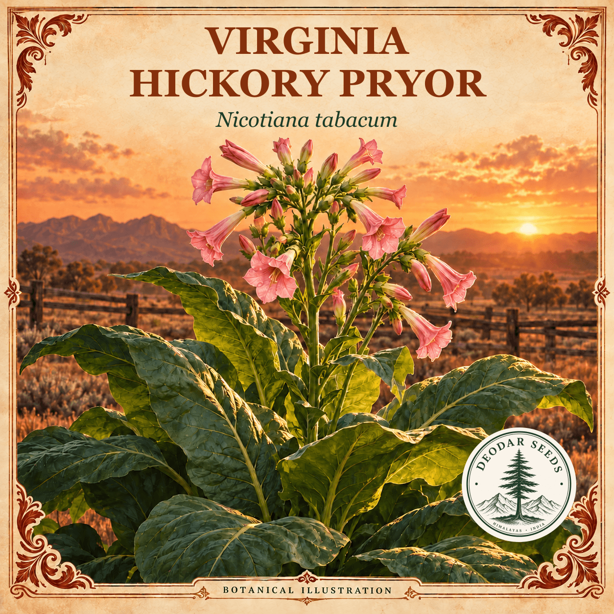 Illustrated cover: VIRGINIA HICKORY PRYOR (Nicotiana tabacum)