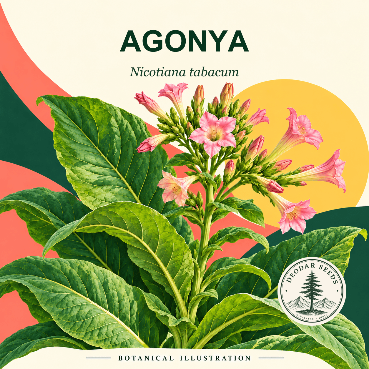 Illustrated cover: AGONYA (Nicotiana tabacum)