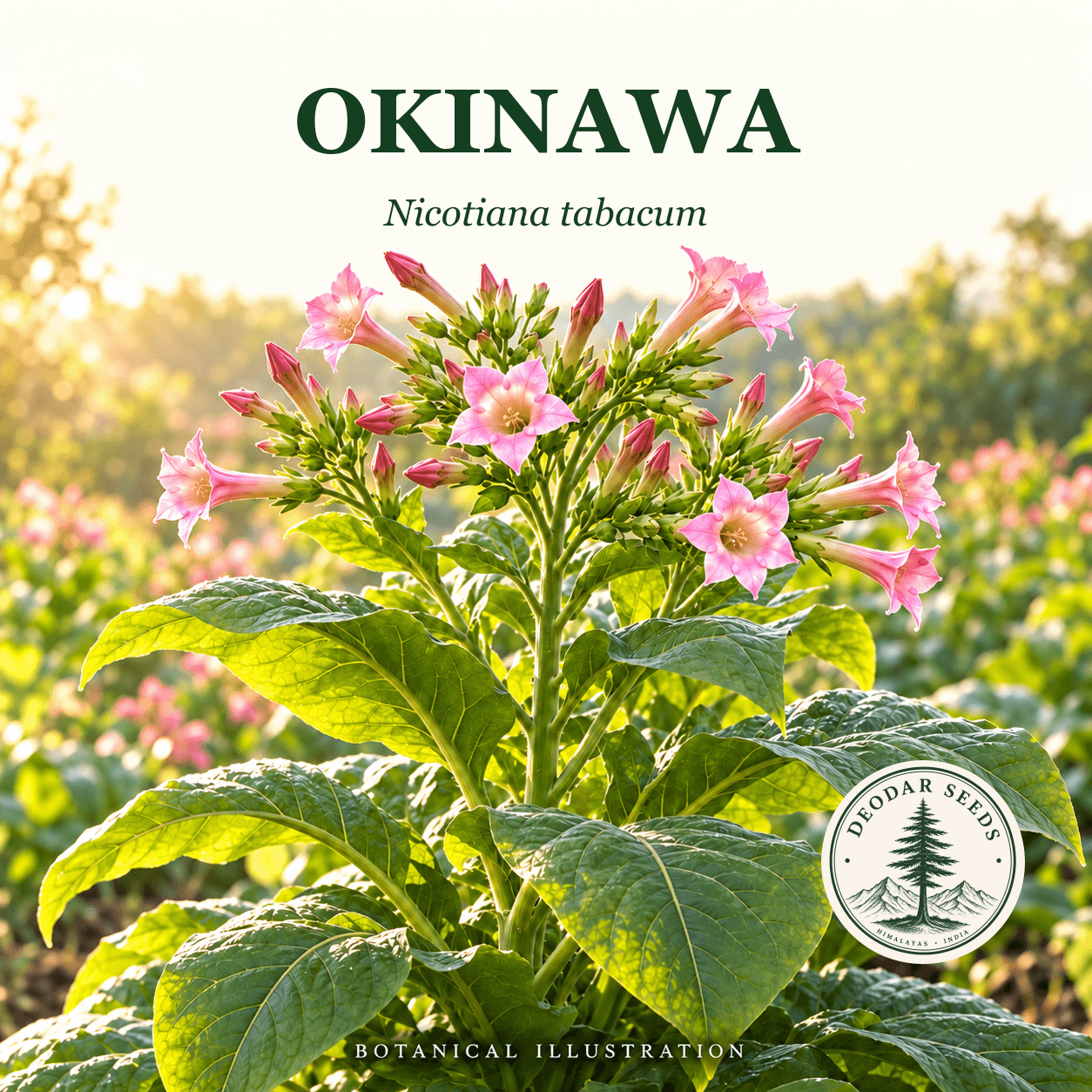 Illustrated cover: OKINAWA (Nicotiana tabacum)