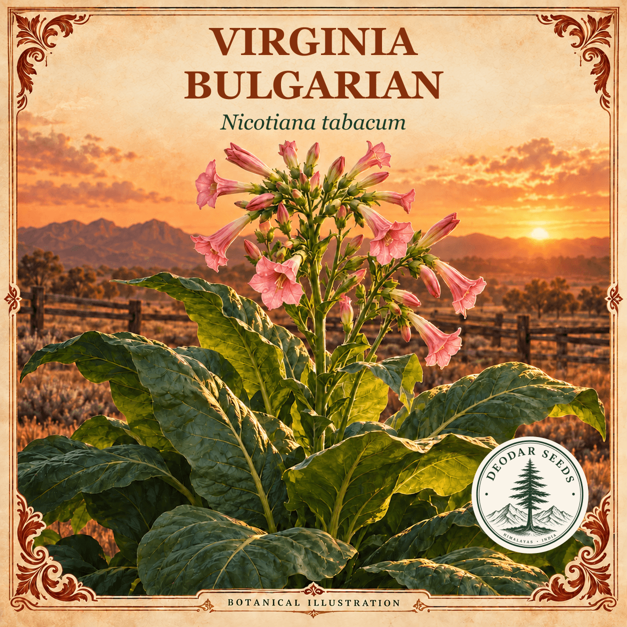 Illustrated cover: VIRGINIA BULGARIAN (Nicotiana tabacum)