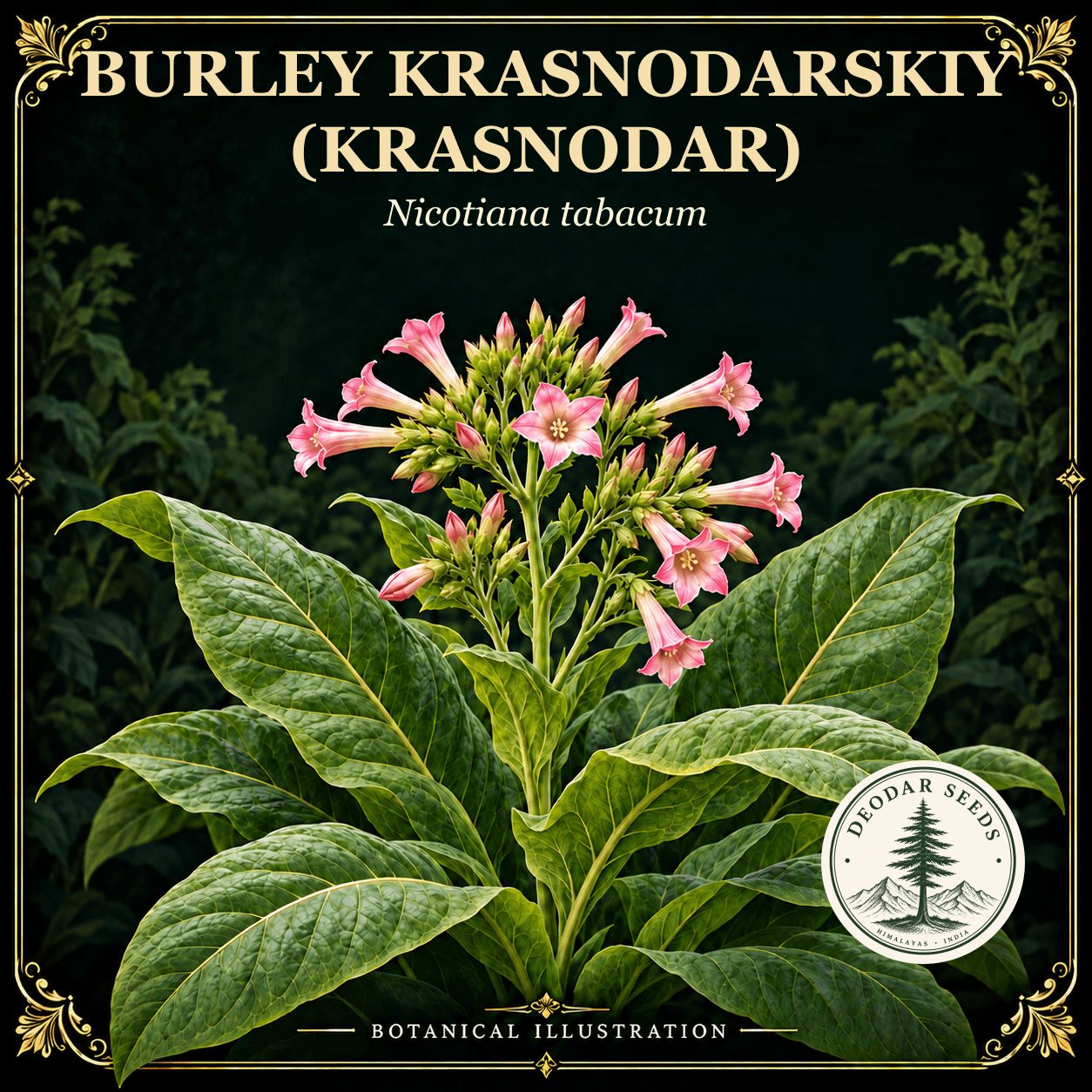 Illustrated cover: BURLEY KRASNODARSKIY (KRASNODAR) (Nicotiana tabacum)
