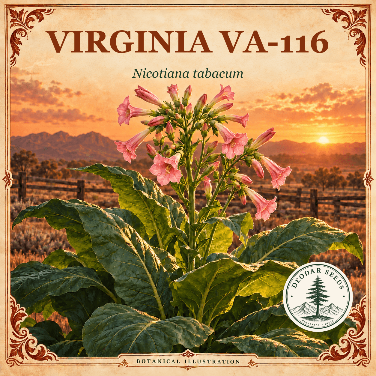 Illustrated cover: VIRGINIA VA-116 (Nicotiana tabacum)