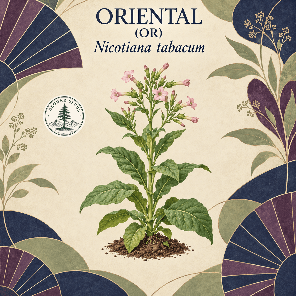 Illustrated cover: ORIENTAL (OR) (Nicotiana tabacum)