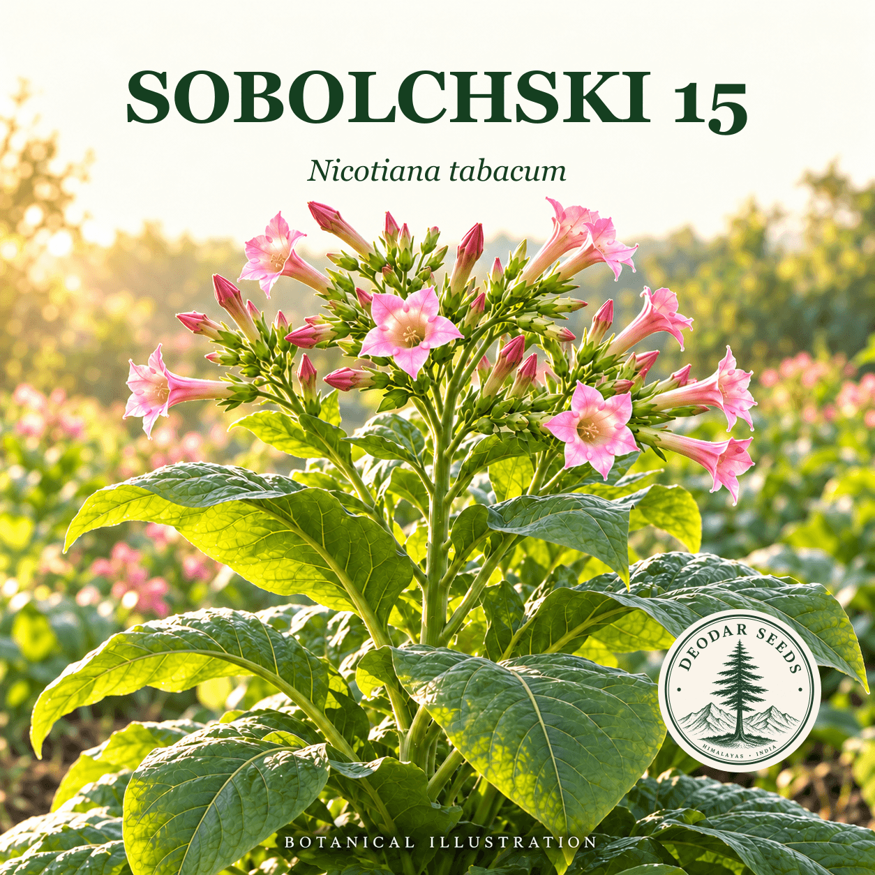 Illustrated cover: SOBOLCHSKI 15 (Nicotiana tabacum)