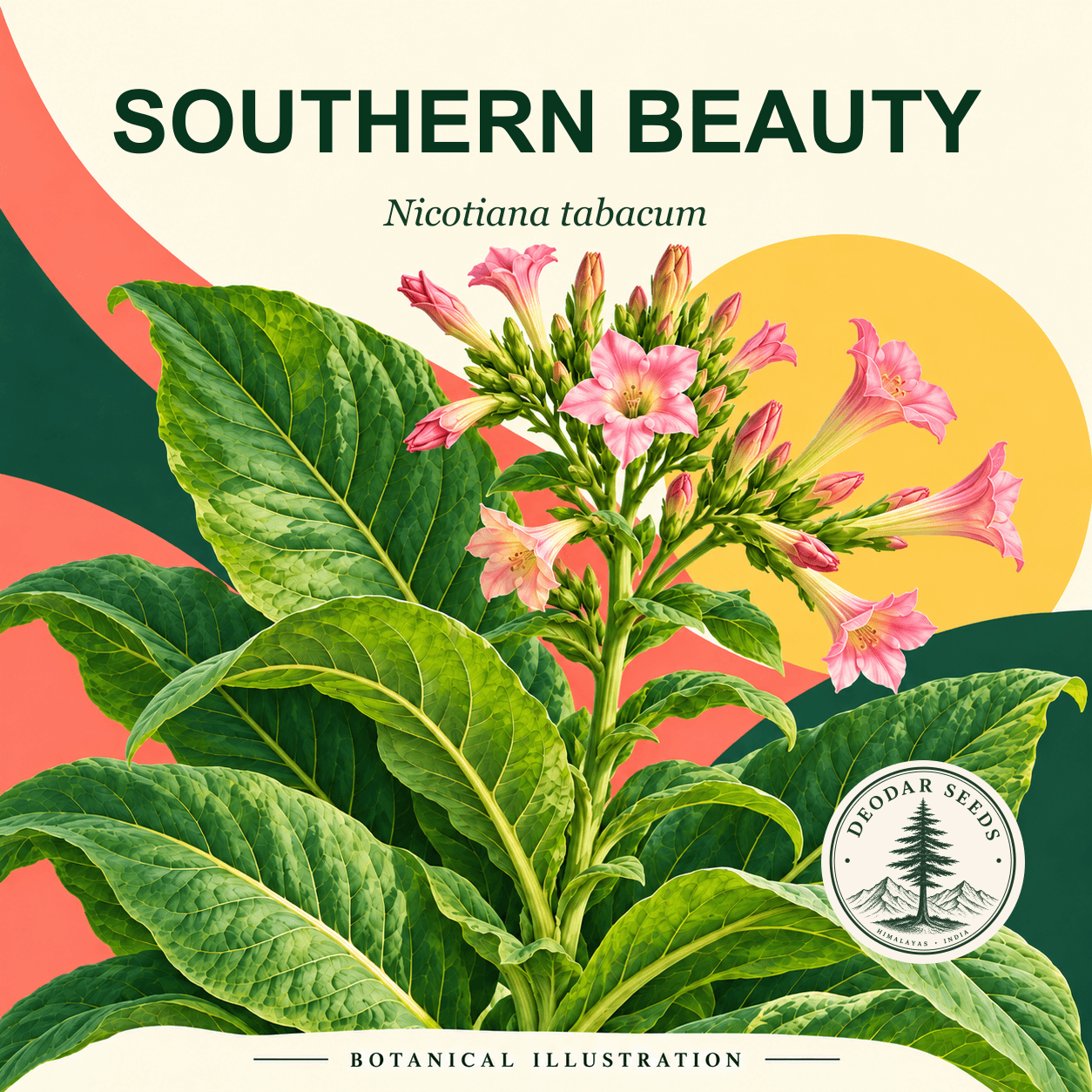 Illustrated cover: SOUTHERN BEAUTY (Nicotiana tabacum)