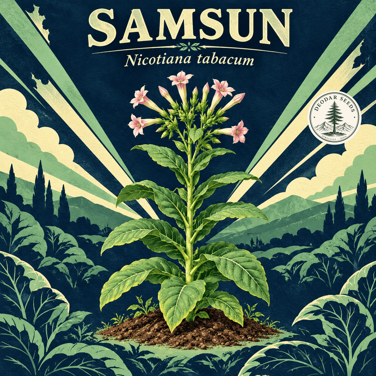 Illustrated cover: SAMSUN (Nicotiana tabacum)