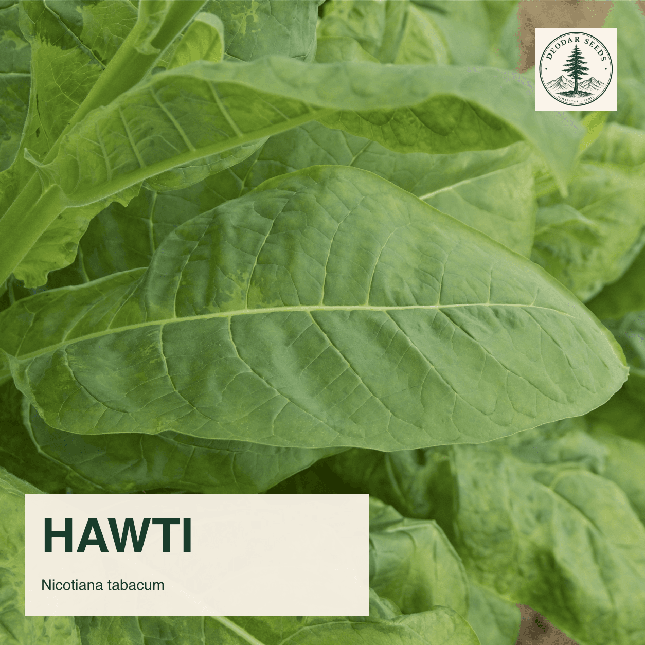 Nicotiana tabacum leaf detail with the Hawti selection name.