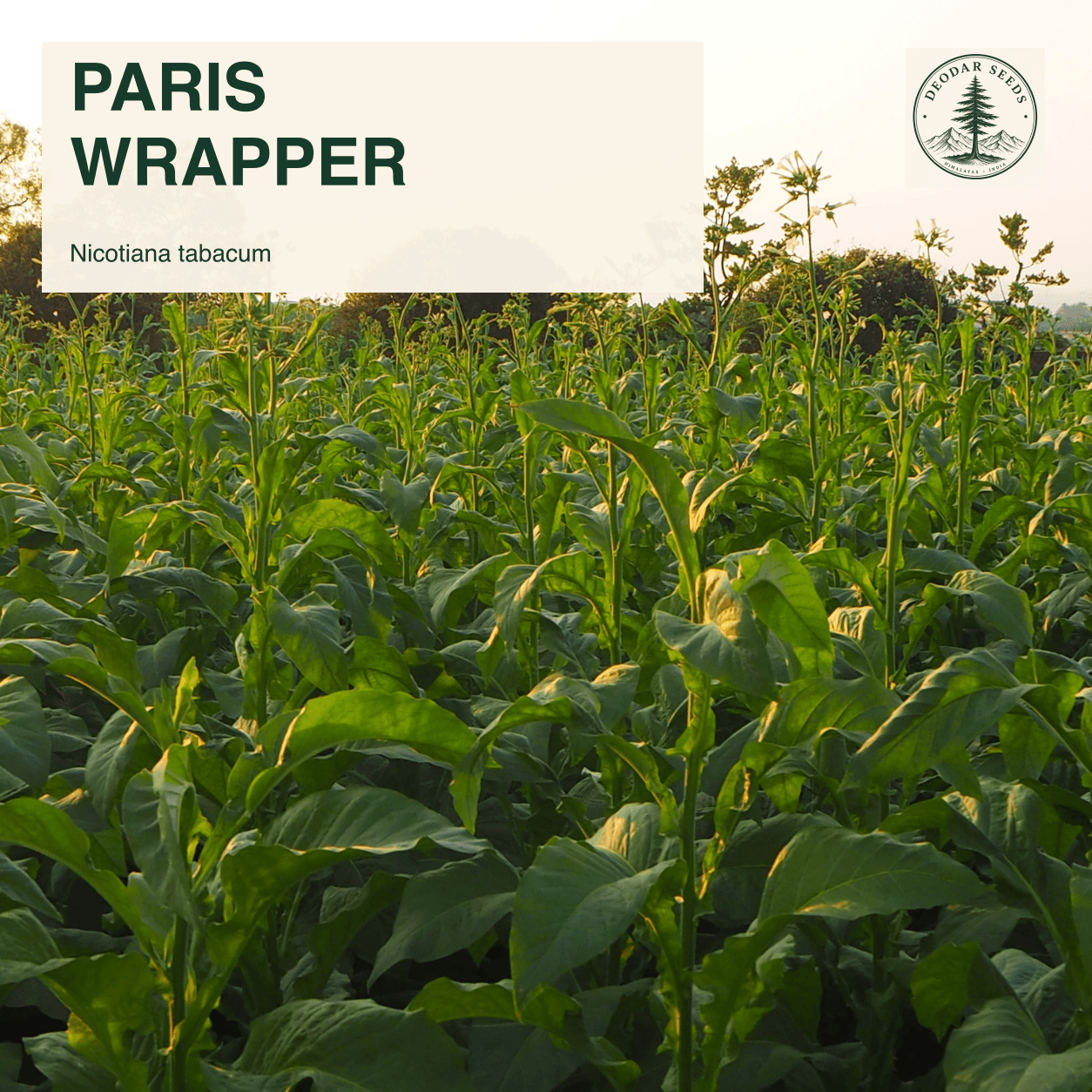 Nicotiana tabacum plants in a field with the Paris Wrapper selection name.
