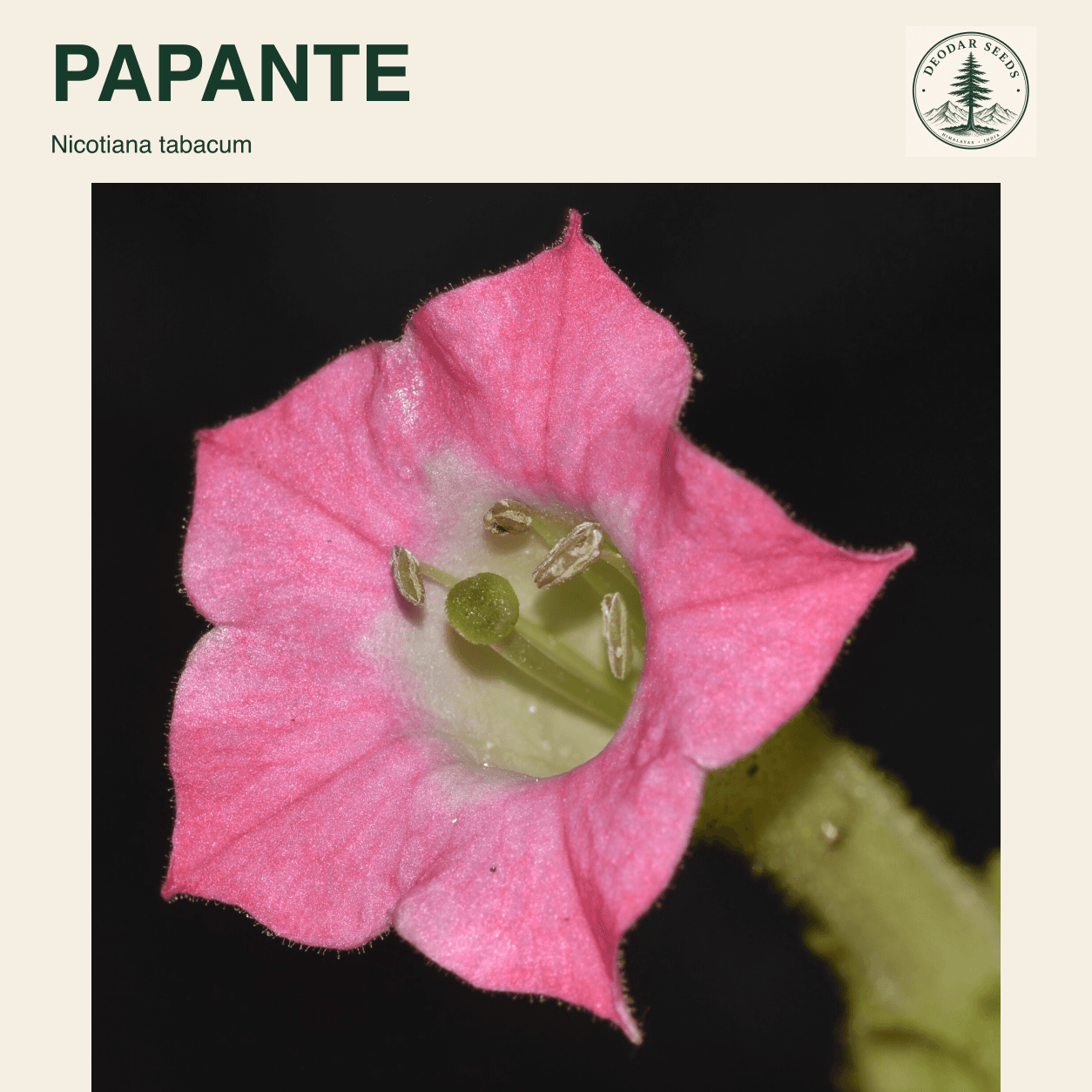 A pink Nicotiana tabacum flower with the Papante selection name.