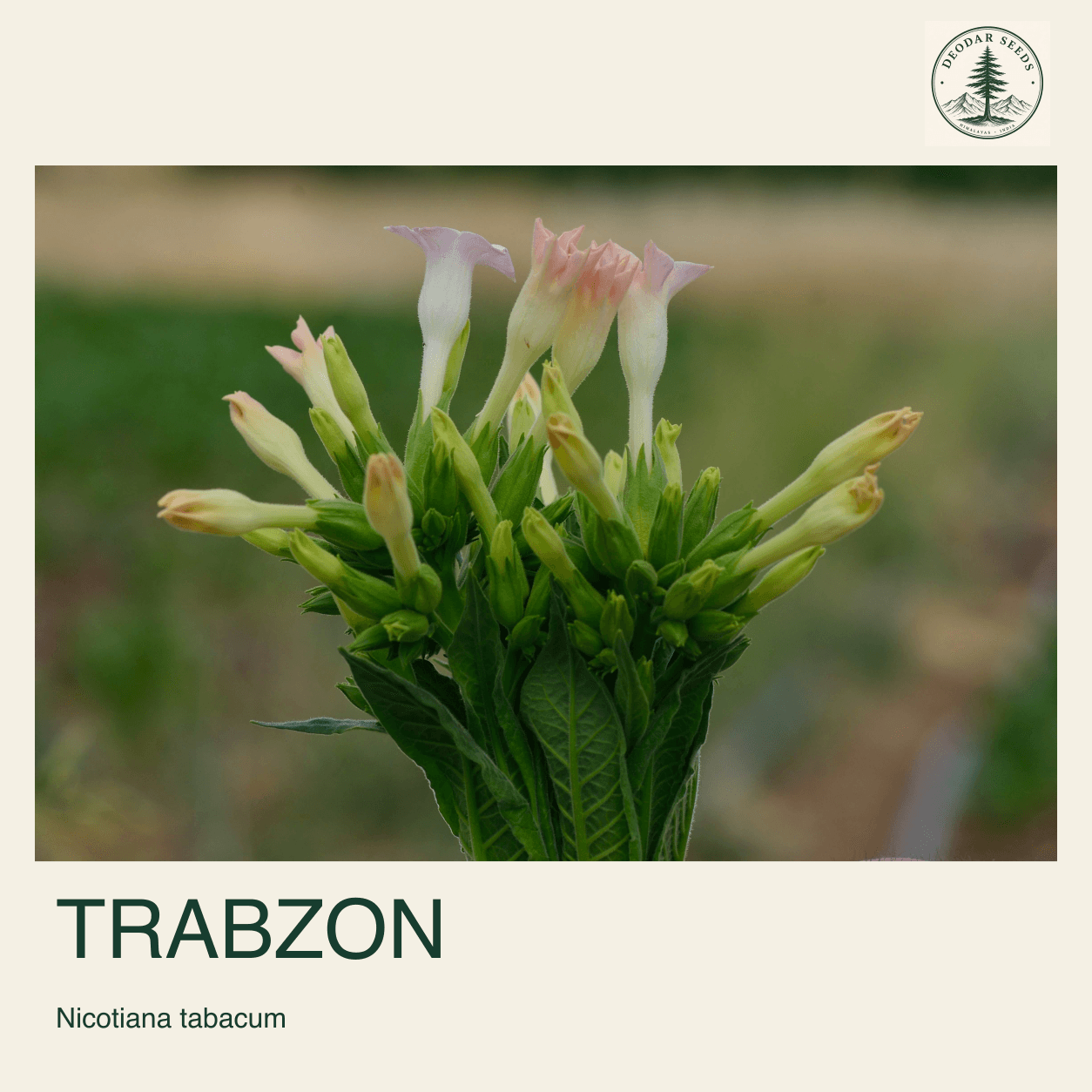 Pale Nicotiana tabacum flowers with the Trabzon selection name.
