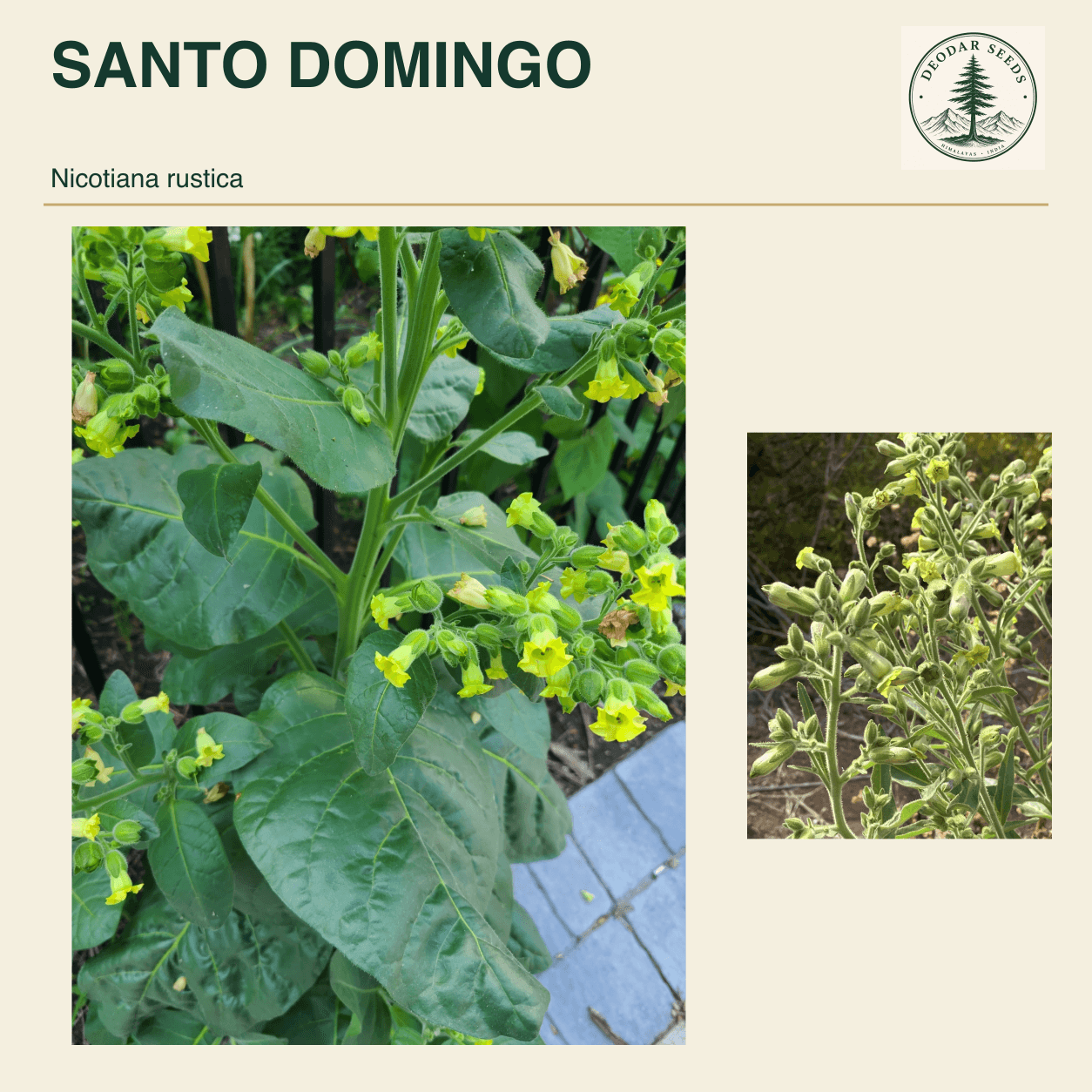 SANTO DOMINGO Nicotiana rustica seed cover with two views of green leaves and yellow-green flowers.