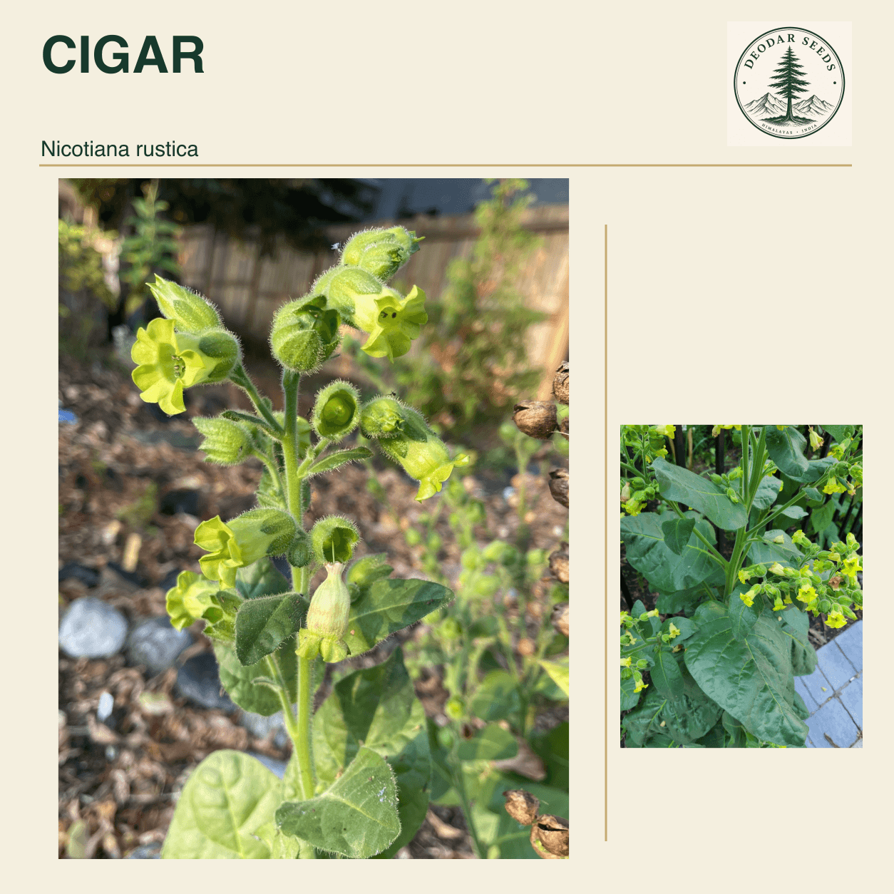 CIGAR Nicotiana rustica seed cover with two views of green leaves and yellow-green flowers.