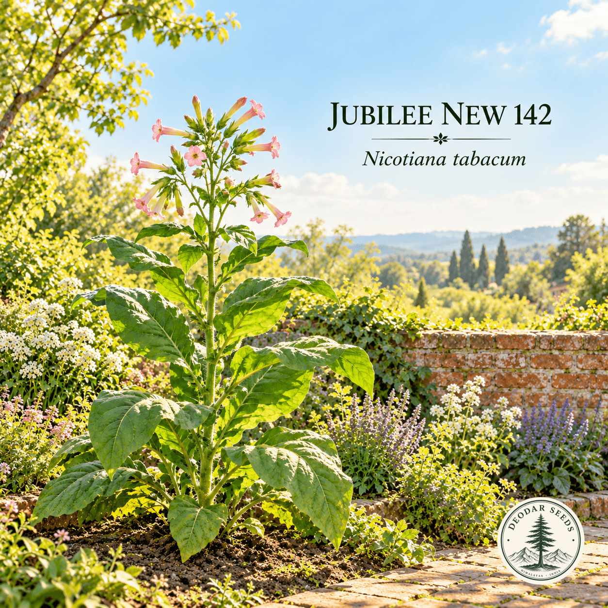 Illustrated cover: JUBILEE NEW 142 (Nicotiana tabacum)
