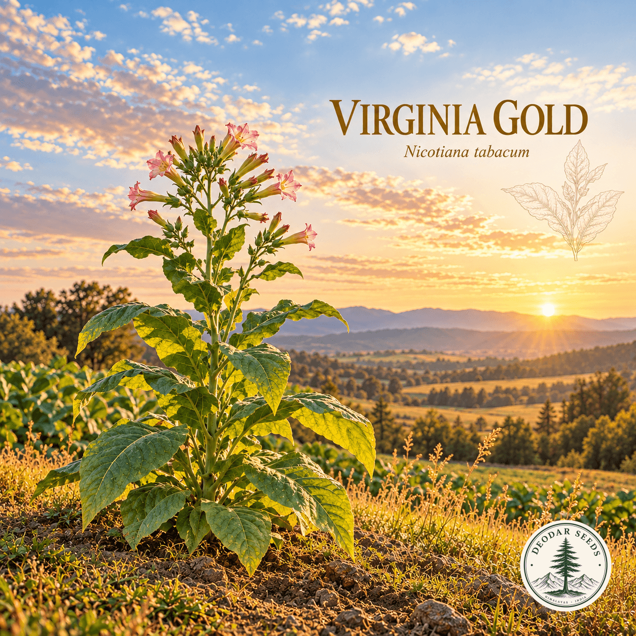 Illustrated cover: VIRGINIA GOLD (Nicotiana tabacum)