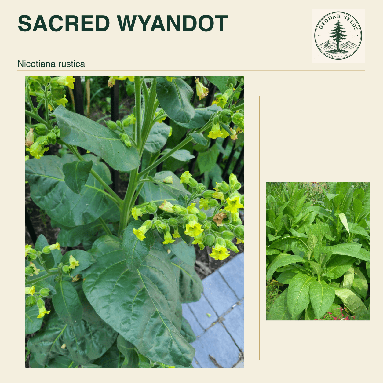 SACRED WYANDOT Nicotiana rustica seed cover with two views of green leaves and yellow-green flowers.