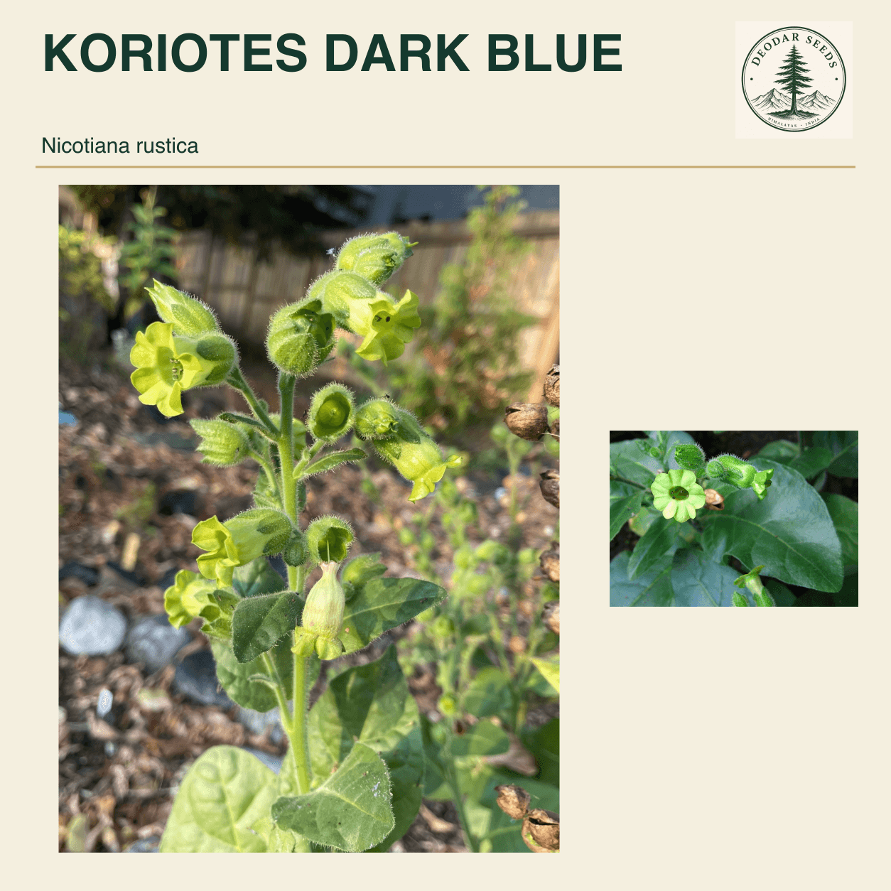 KORIOTES DARK BLUE Nicotiana rustica seed cover with two views of green leaves and yellow-green flowers.