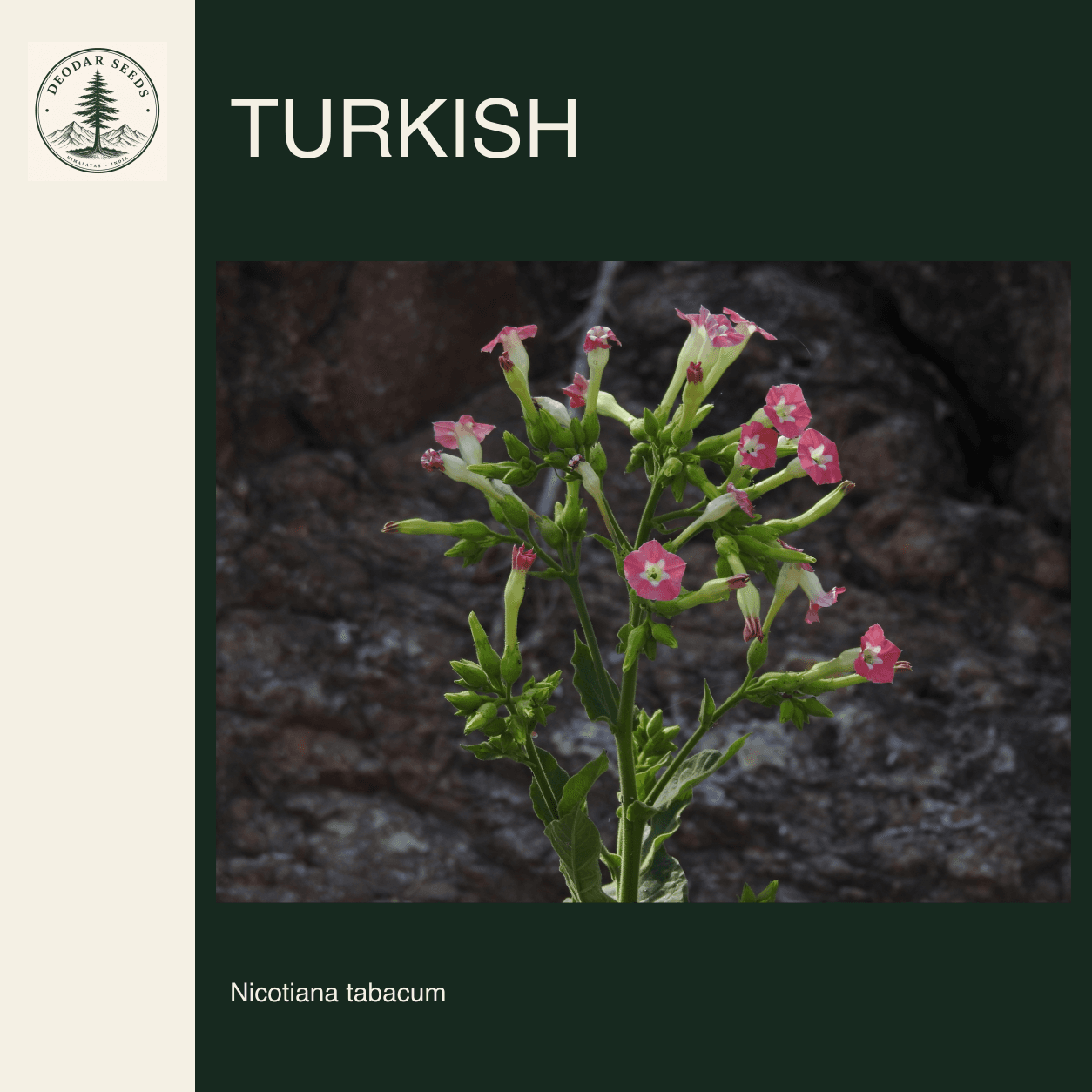 A branching Nicotiana tabacum flowering stem with the Turkish selection name.