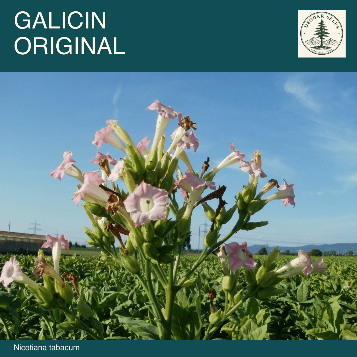 Nicotiana tabacum flowers above a leafy field with the Galicin Original selection name.