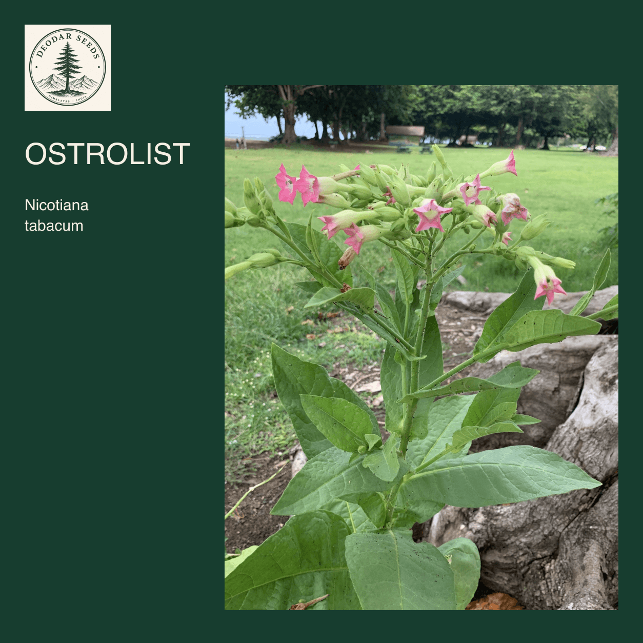 Ostrolist Nicotiana tabacum seed selection cover with a botanical species-reference photograph.