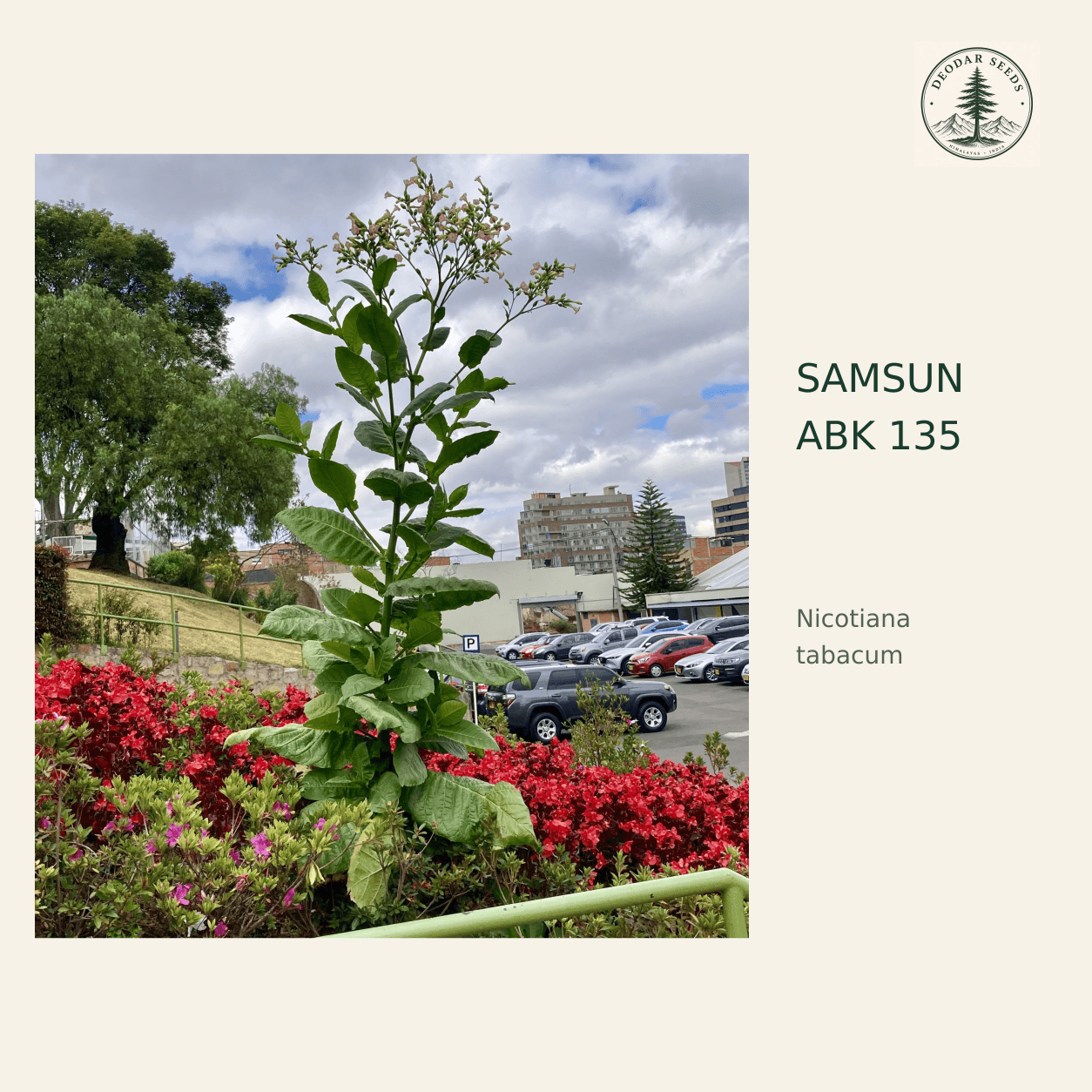 Samsun ABK 135 seed cover with a flowering Nicotiana tabacum plant in an urban flowerbed.