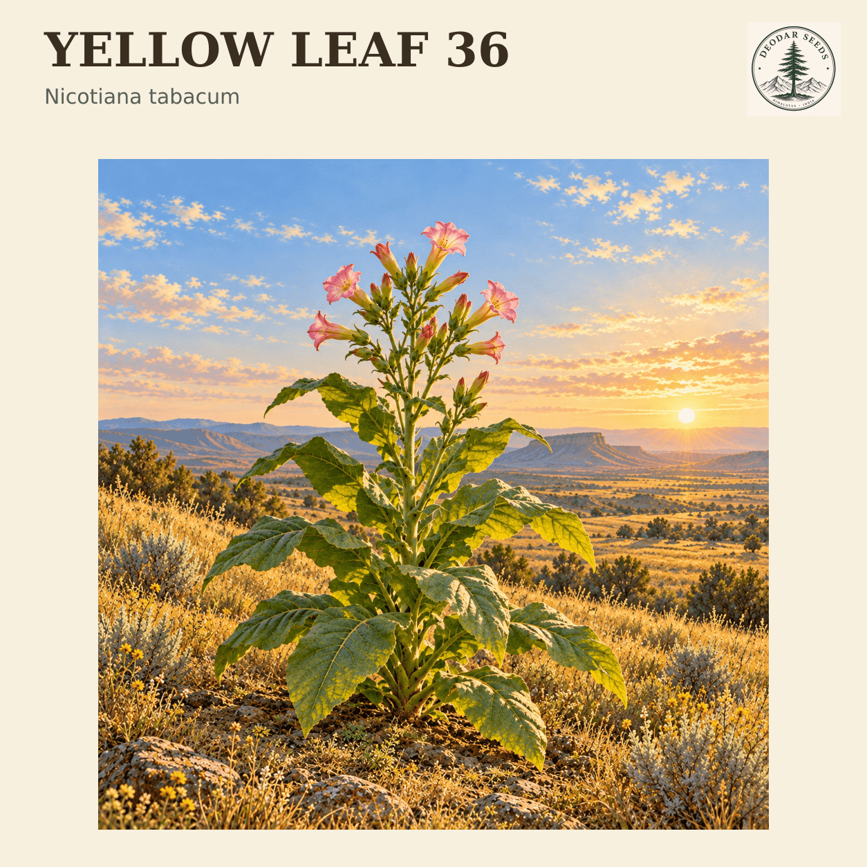 Yellow Leaf 36 seed selection cover with Nicotiana tabacum botanical artwork.