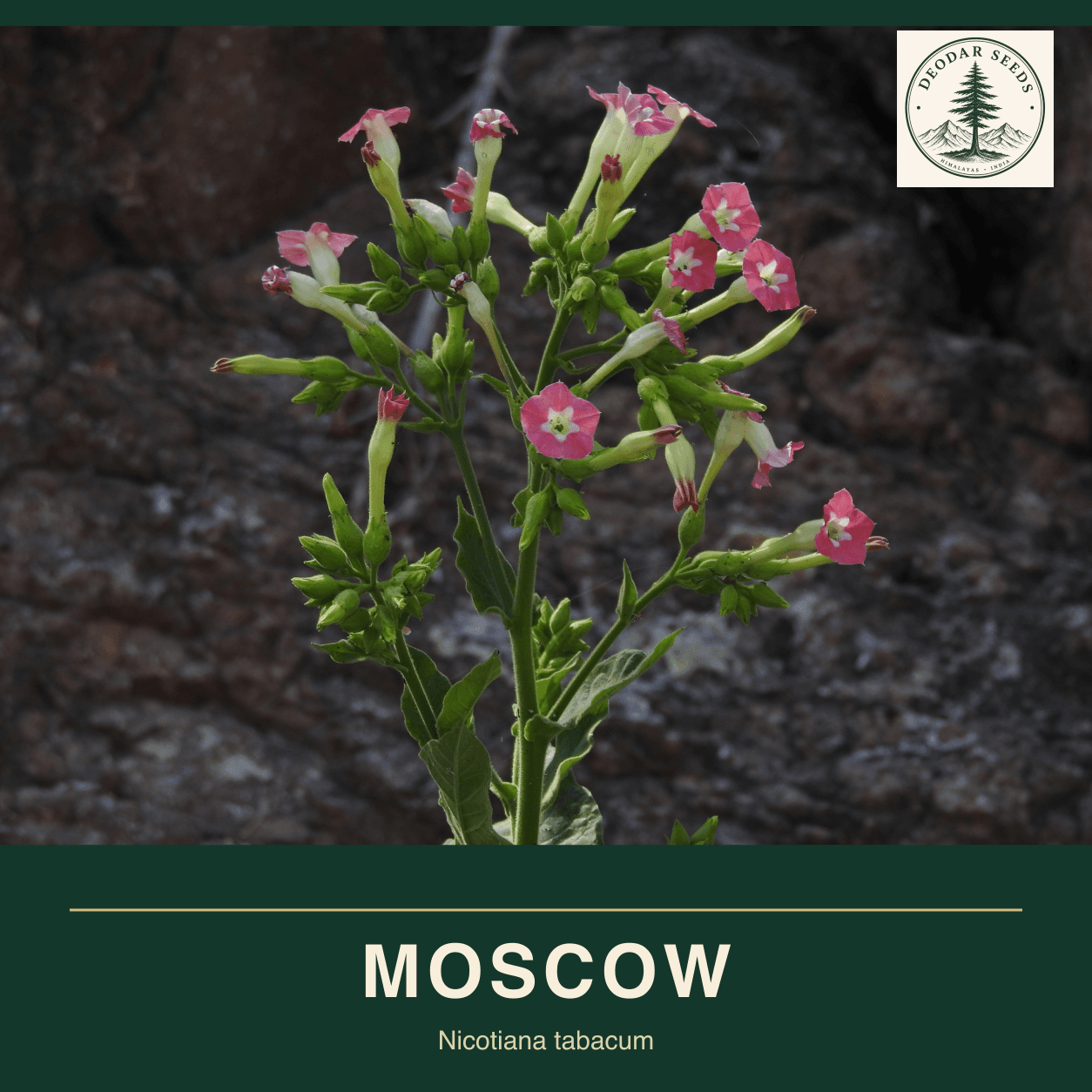 Pink tubular flowers and buds on an upright Nicotiana tabacum stem against dark rock; Moscow seeds cover.