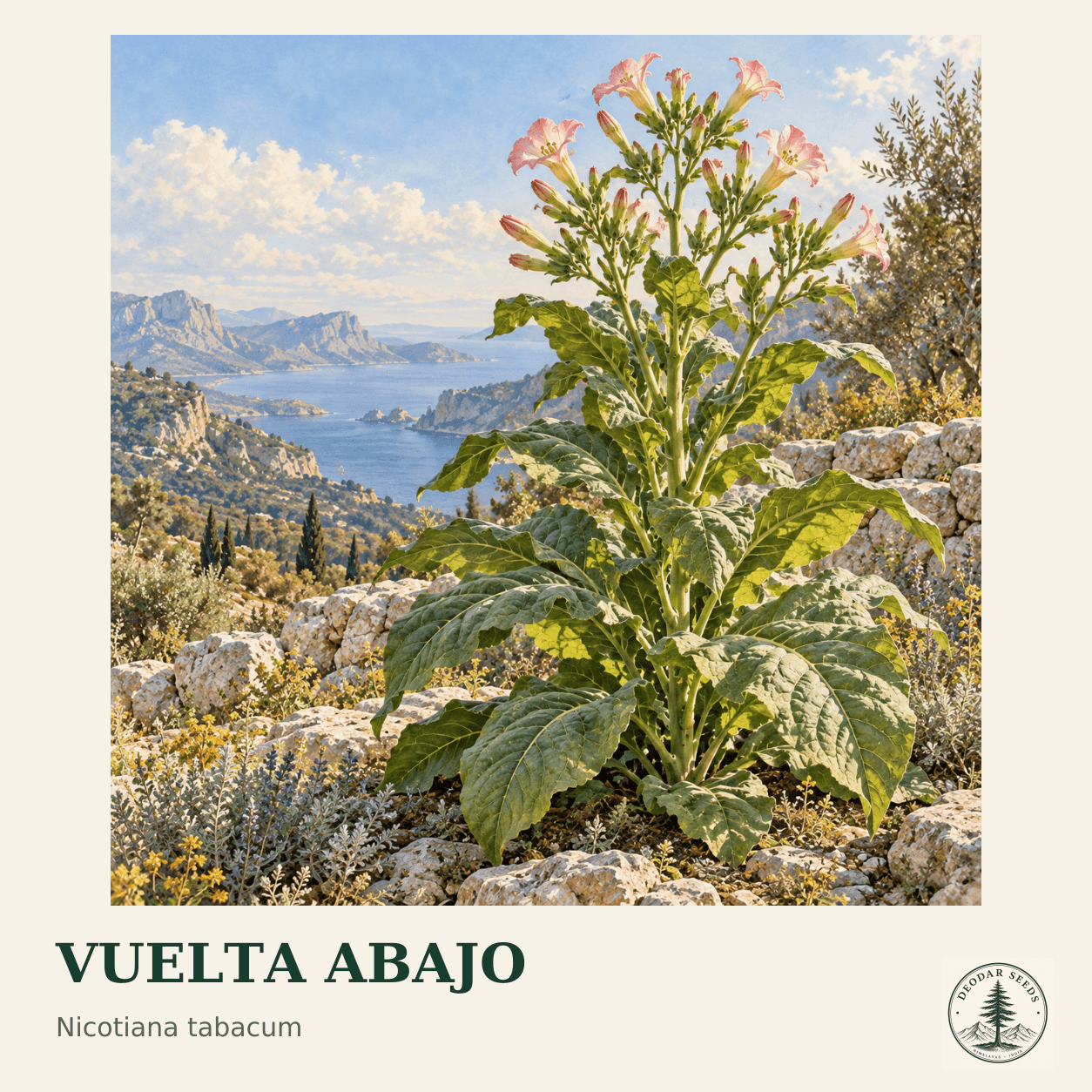 Vuelta Abajo seed selection cover with Nicotiana tabacum botanical artwork.