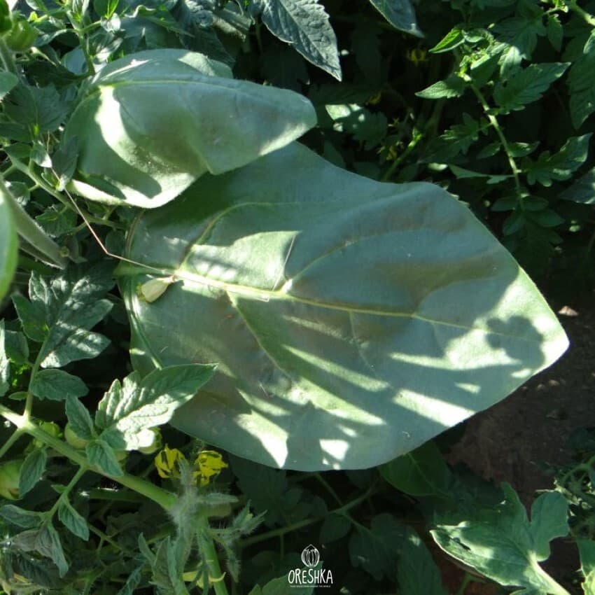 Tobacco Shag Voronezh #3 Seeds