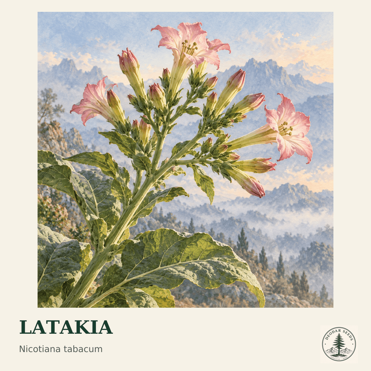 Latakia seed selection cover with Nicotiana tabacum botanical artwork.