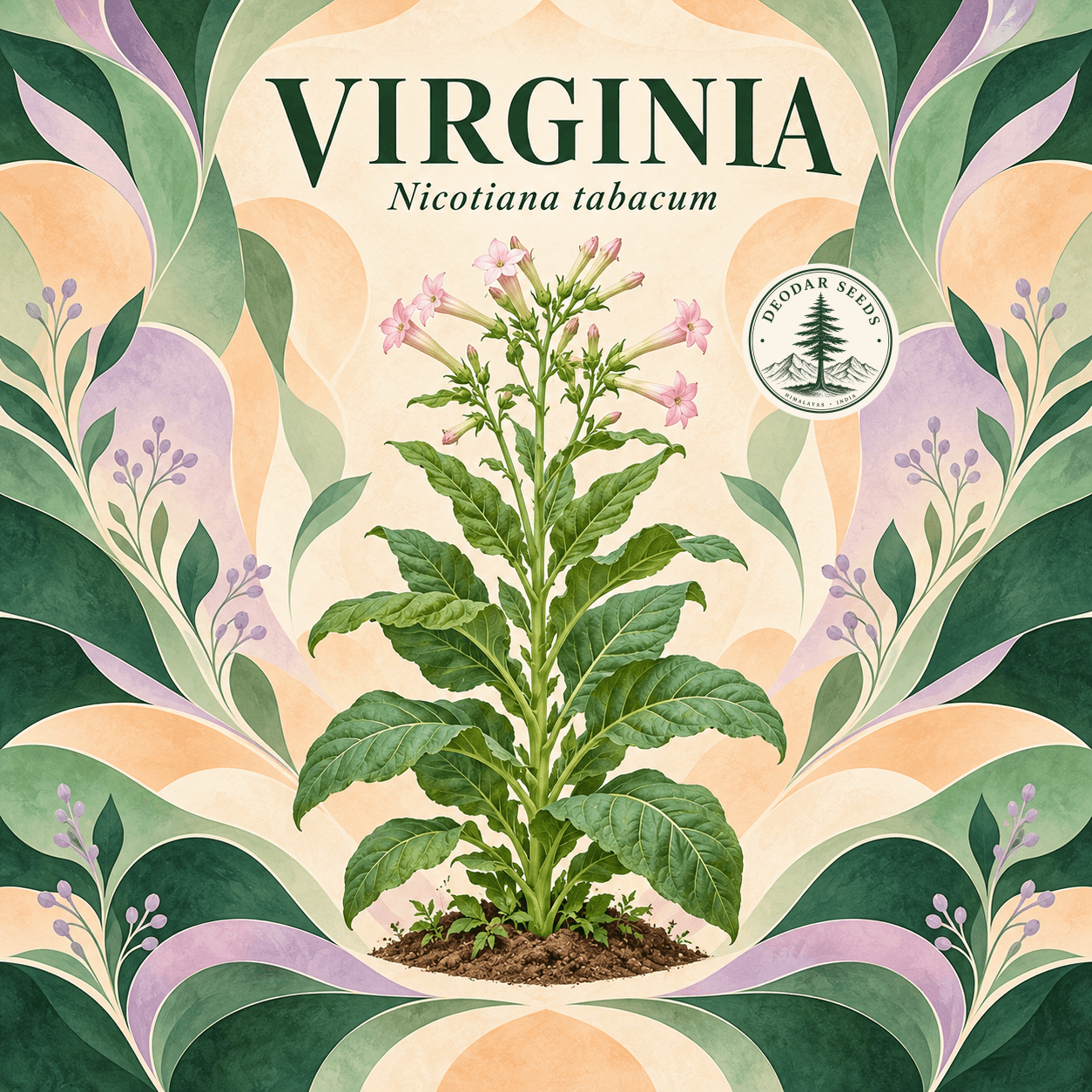 Illustrated cover: VIRGINIA (Nicotiana tabacum)