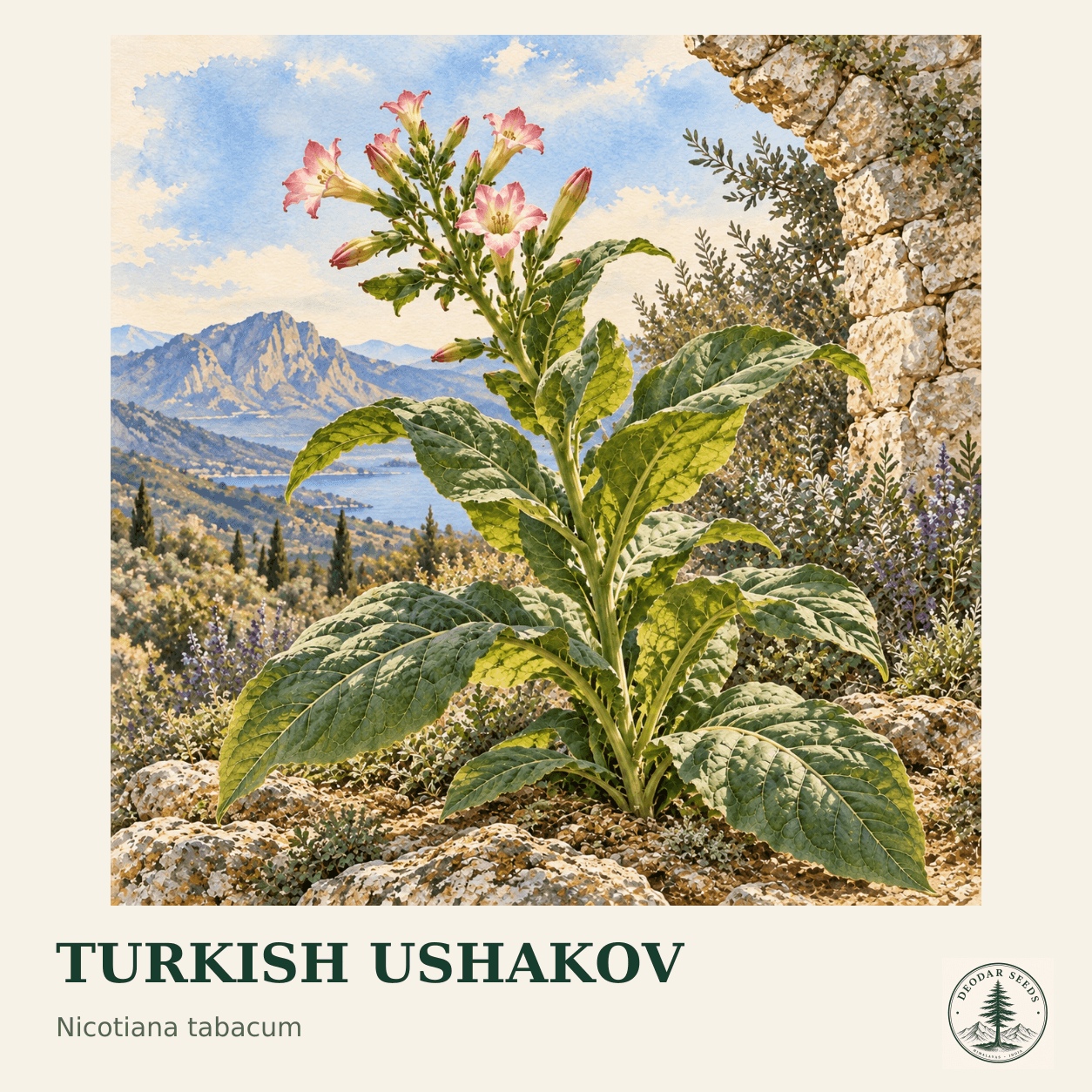 Turkish Ushakov seed selection cover with Nicotiana tabacum botanical artwork.