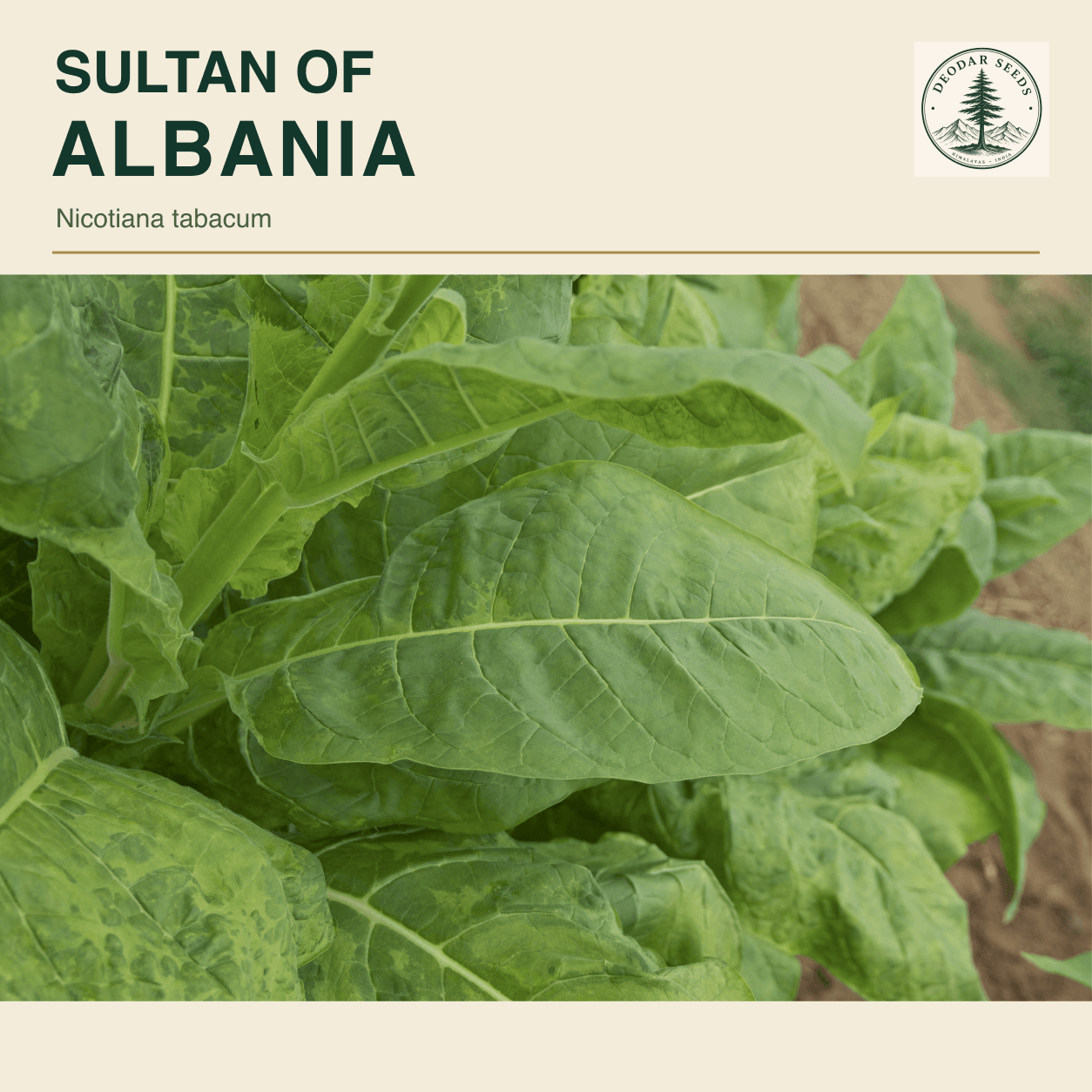 A large green Nicotiana tabacum leaf showing its midrib and branching veins; Sultan of Albania seeds cover.